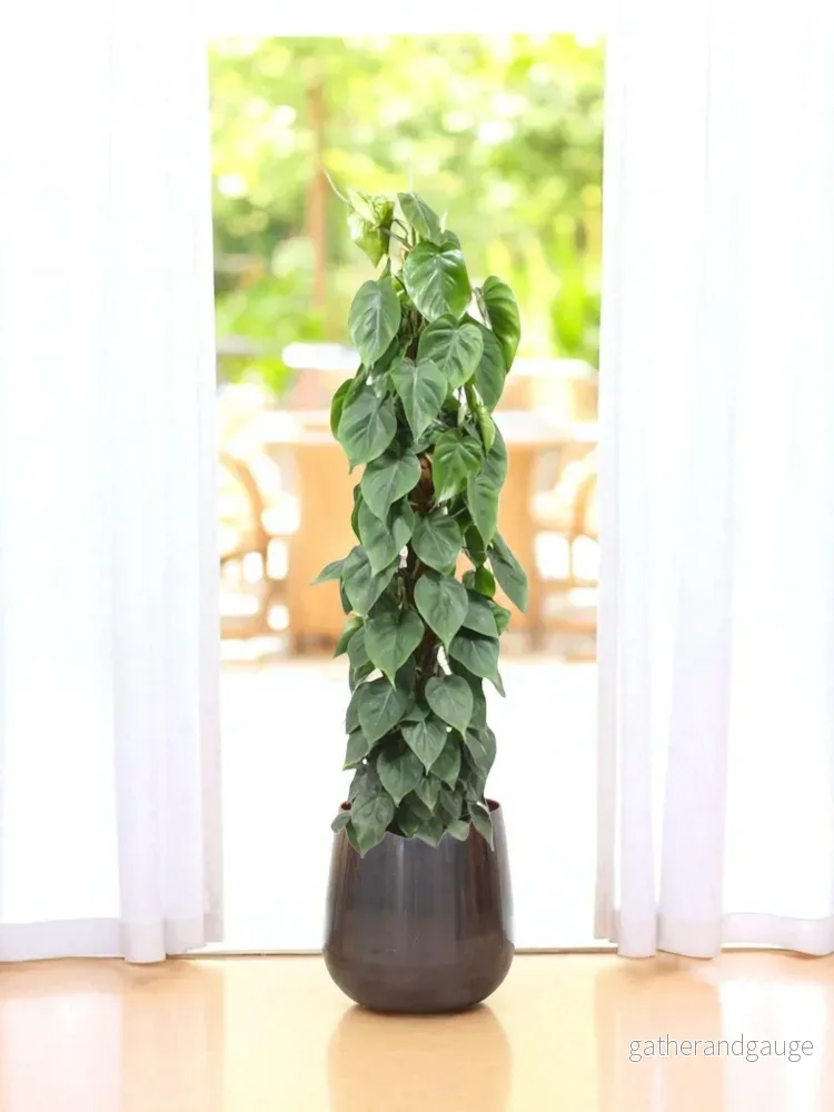 Philodendron Scandens på spel