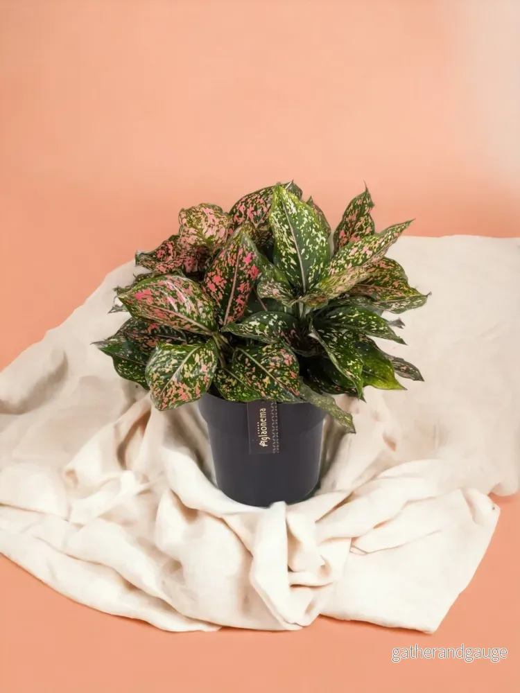 Aglaonema rosa leopard Aglaonema rosa leopard