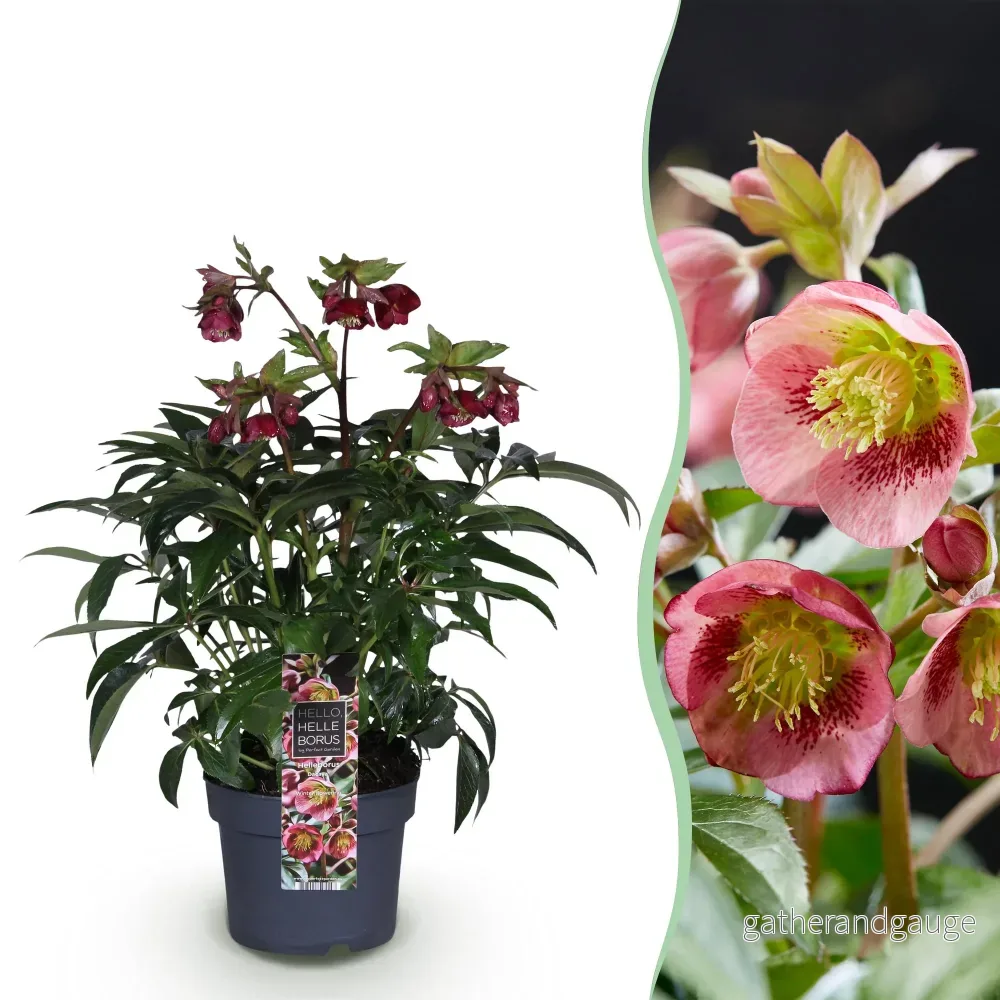 Julros (Helleborus x ericsmithii) 'Dacaya' - Bild 2