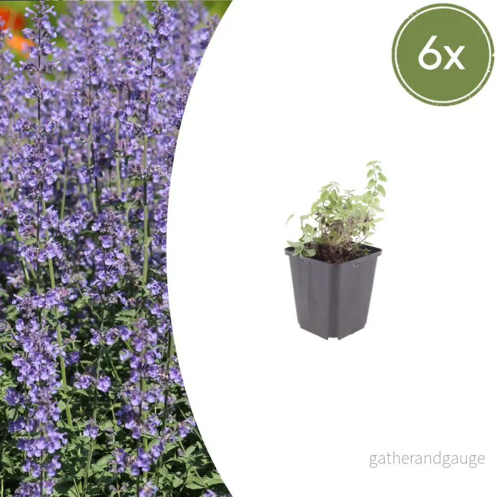 Katost (Nepeta) 'Grol' - Bild 2