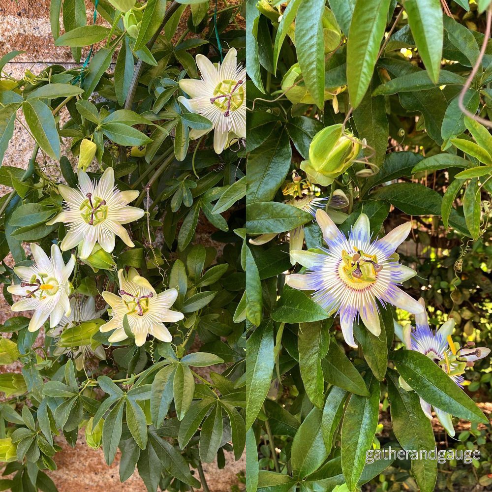 Passionsblomma (Passiflora) 'Tricolor' - Bild 3