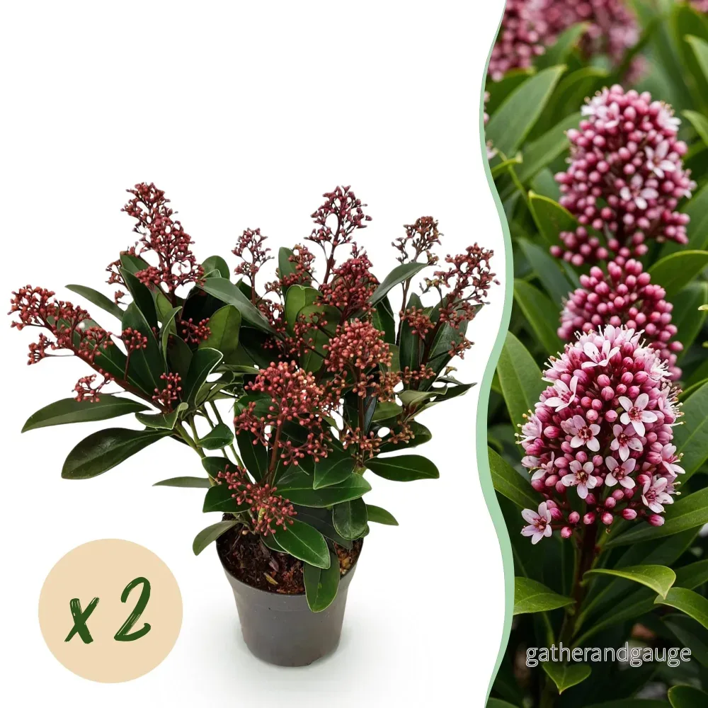 Skimmia Från Japan (Skimmia japonica) 'Rubella' - Bild 2