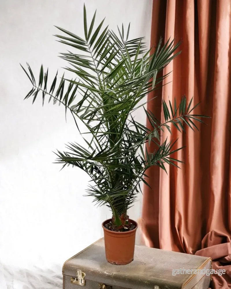 Phoenix Canariensis Phoenix Canariensis
