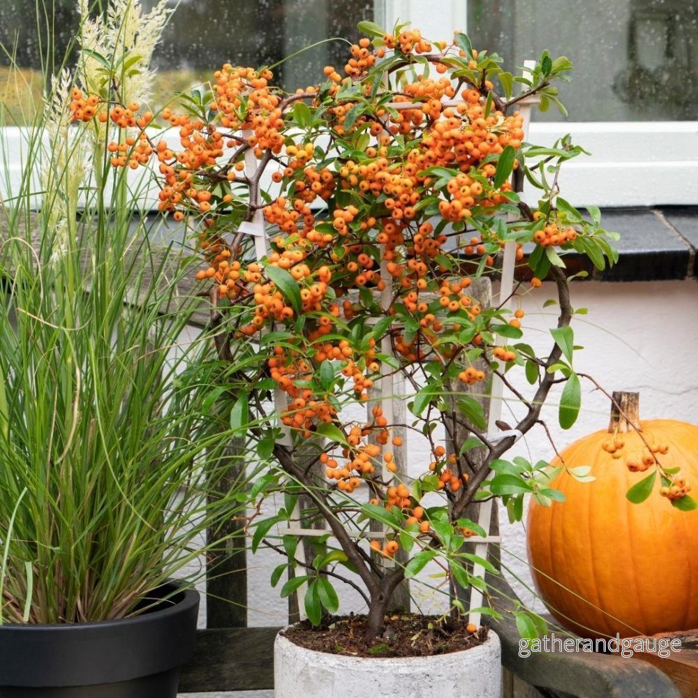 Pyracantha coccinea Orange Star - Bild 3