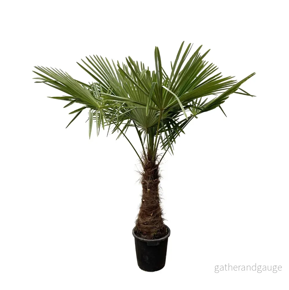 Trachycarpus – 235cm – Ø45