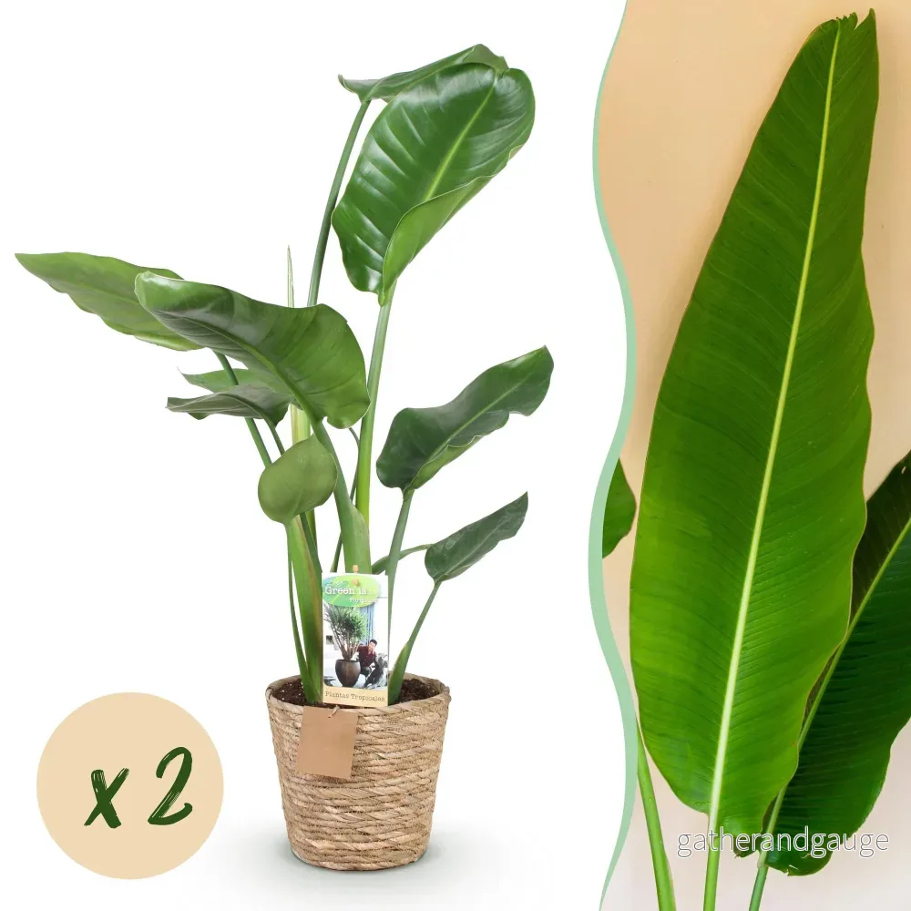 Strelitzia nicolai – Paket om 2 – Kruka 17 cm – Höjd 70-90cm - Bild 2