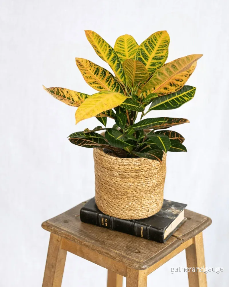 Codiaeum Petra Krotong