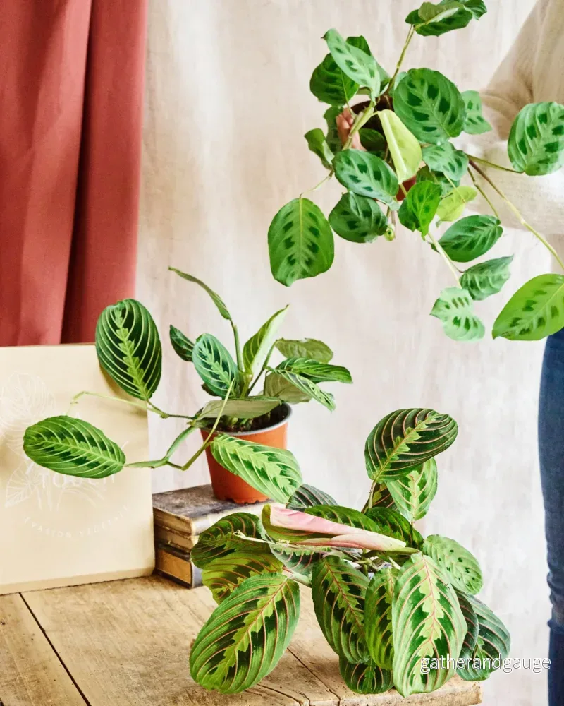 Kartong med 3 Maranta