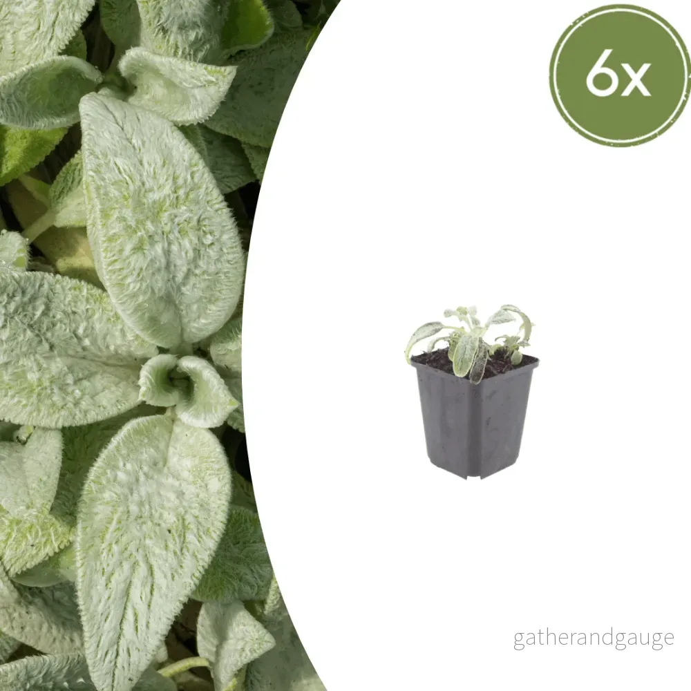 Öronört (Stachys byzantina) 'Silver Carpet' - Bild 2
