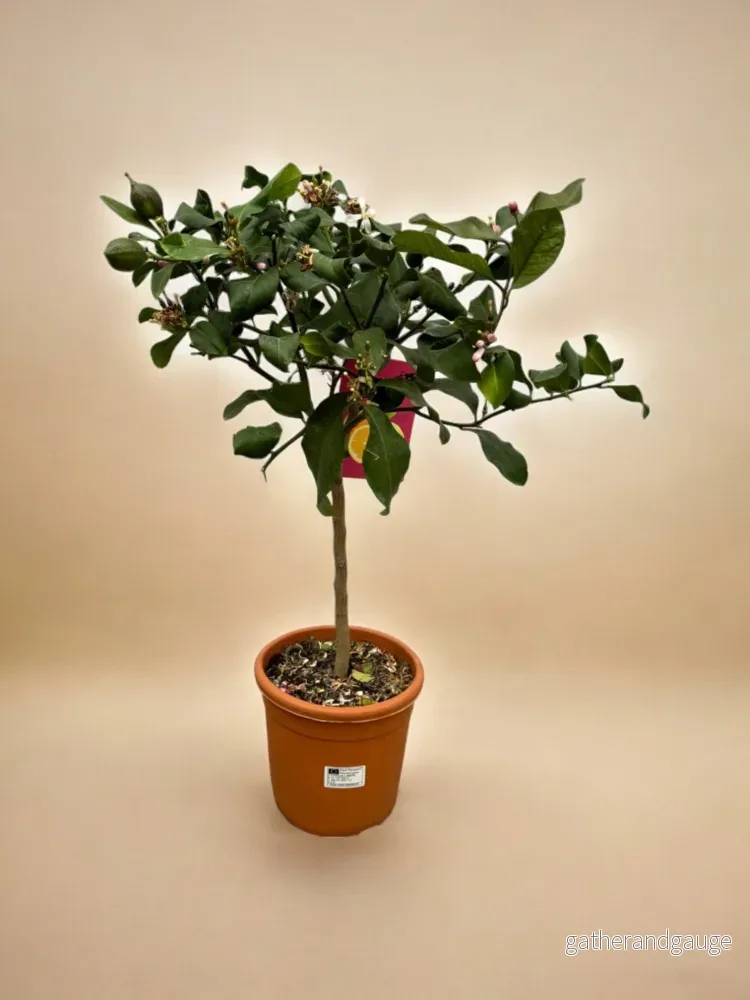 Citrus Citron - 80 cm - Ø22cm - Bild 2
