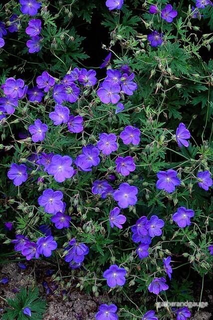 Storkäx Vivace (Geranium) 'Johnson's Blue'
