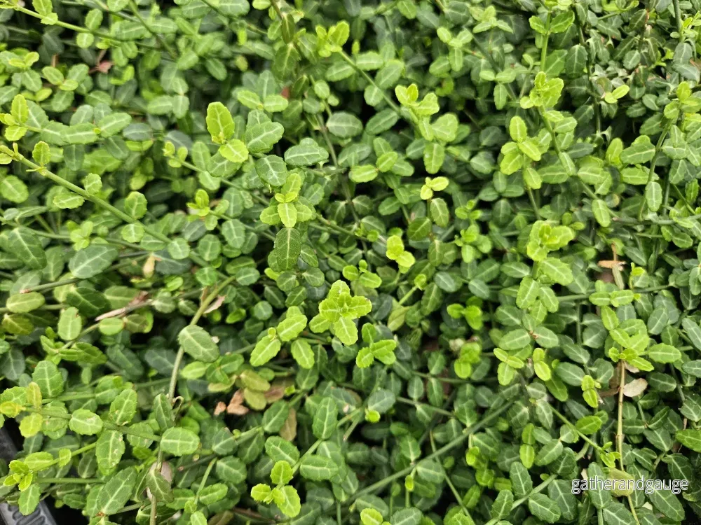 Fontänespöke (Euonymus Fortunei) 'Minimus' - Bild 3