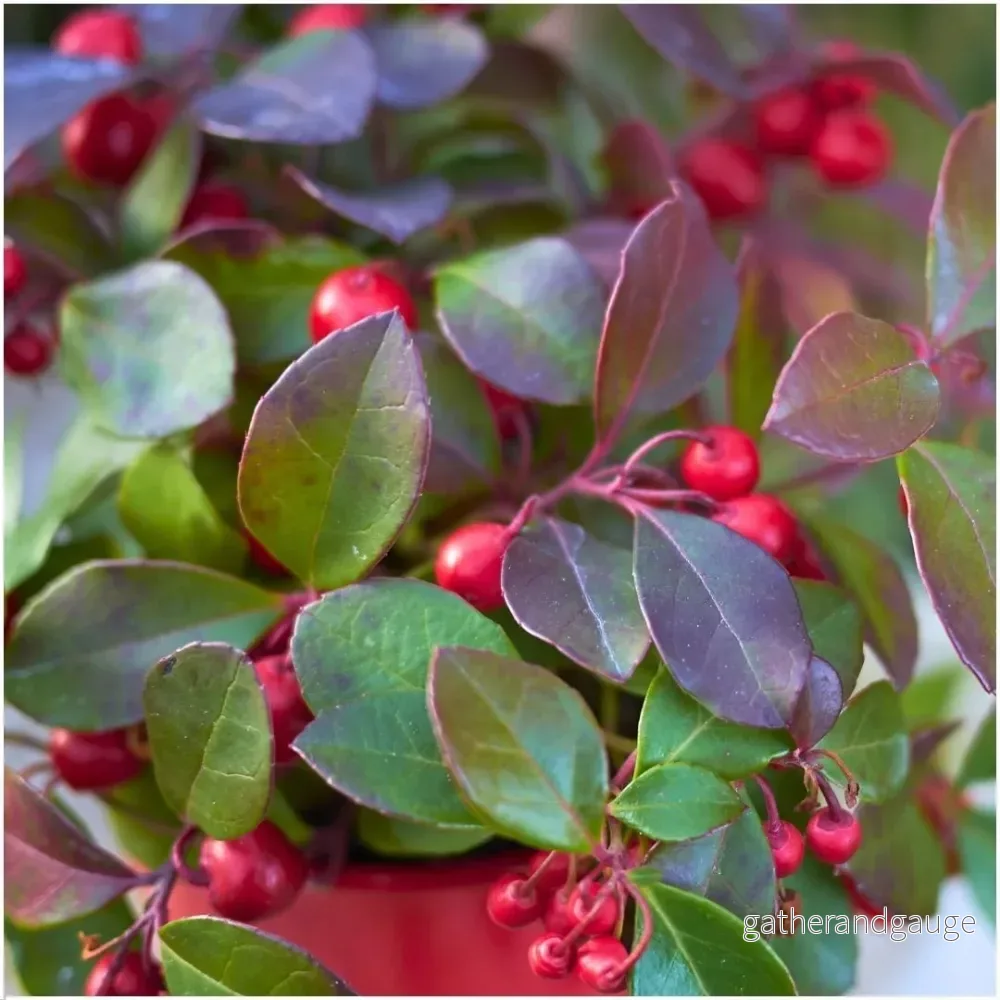 6x Wintergreen 'Big Berry' - Bild 3