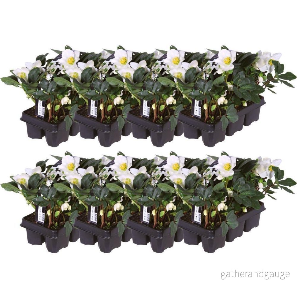 Helleborus niger 'Christmas Carol' - Lot om 48 - Bild 3