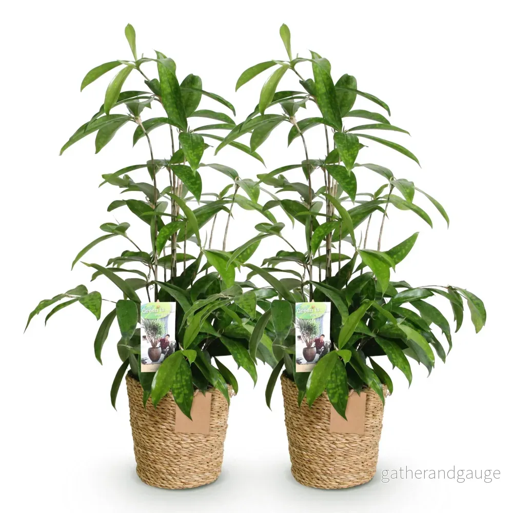 Dracaena surculosa – Set om 2 – Kruka 17 cm – Höjd 60-70 cm - Bild 3
