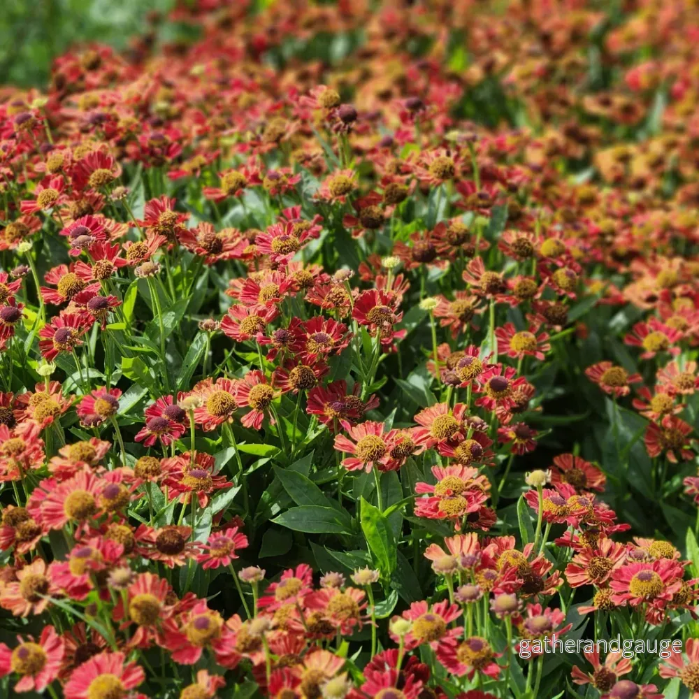Helenium 'Moerheim Beauty' - Bild 3
