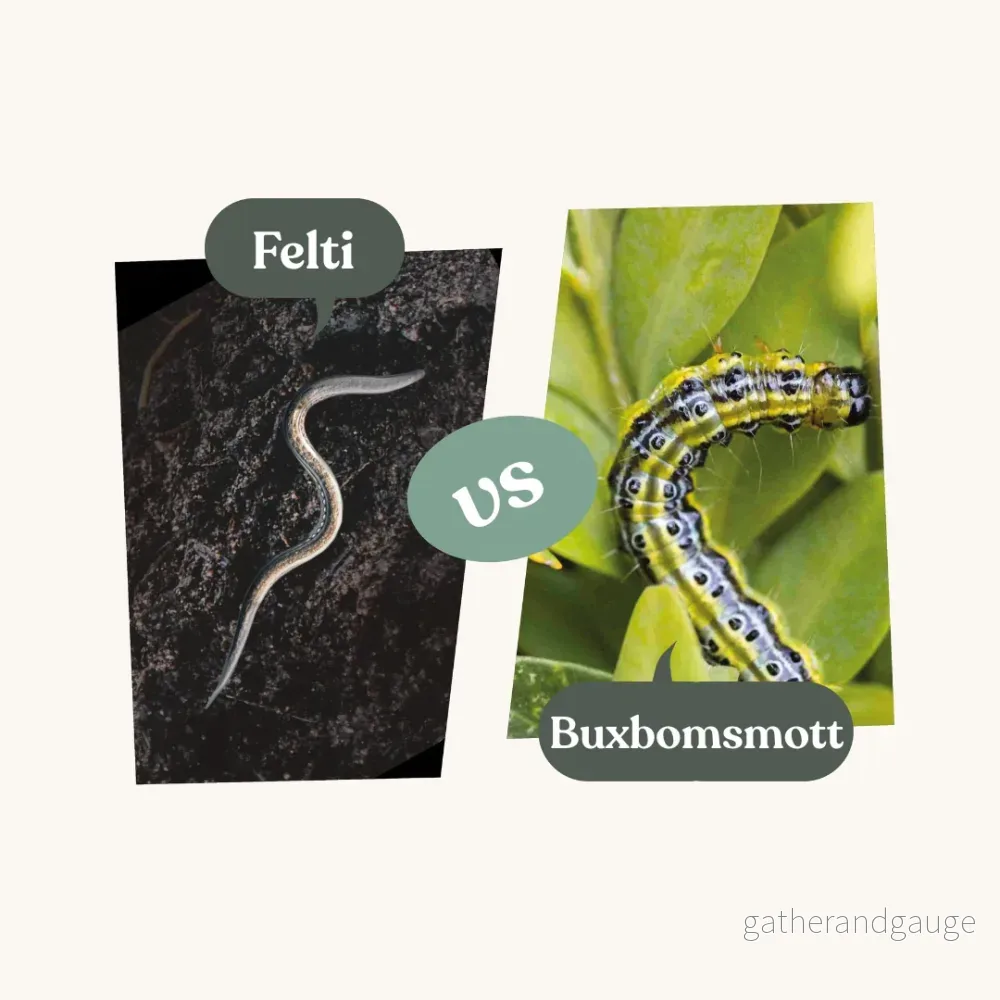 Felti – mot buxbomsmott