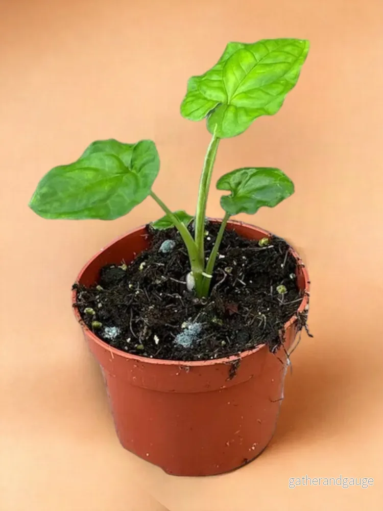 Syngonium Steyermarkii Syngonium Steyermarkii