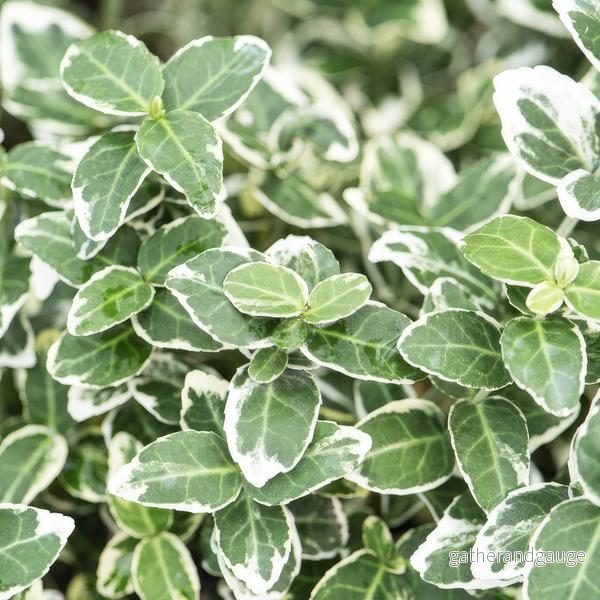 JessMin (Euonymus Fortunei) 'Emerald 'n Gaiety' - Bild 3