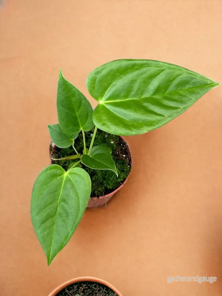 Anthurium Recavum Anthurium Recavum