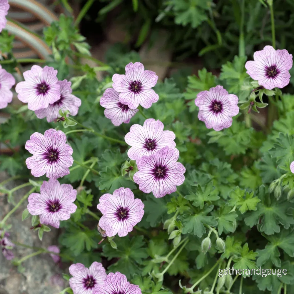 Grå Geranium (Geranium cinereum) 'Ballerina'