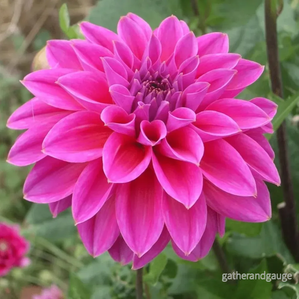 Bell Blue Dahlia breda kronblad - låda med 12 lökar - Bild 2