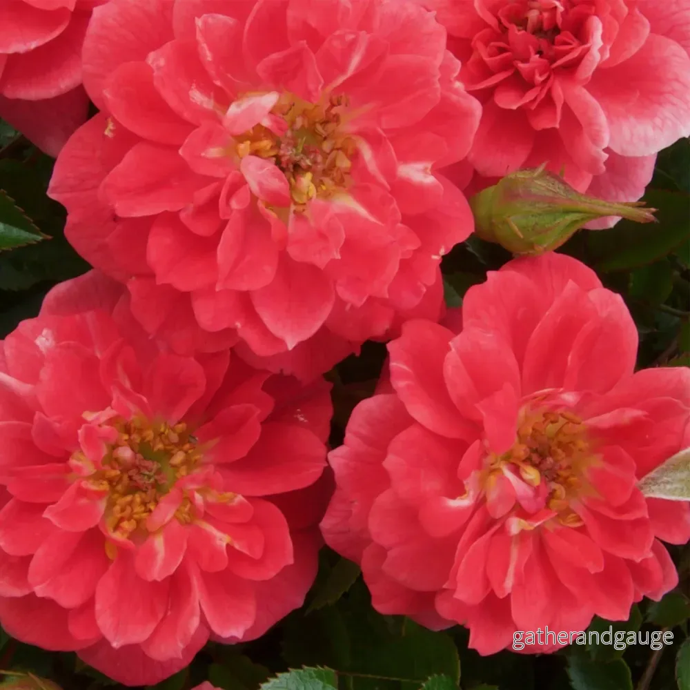 Klätterros (Rosa) 'Salmon Queen'