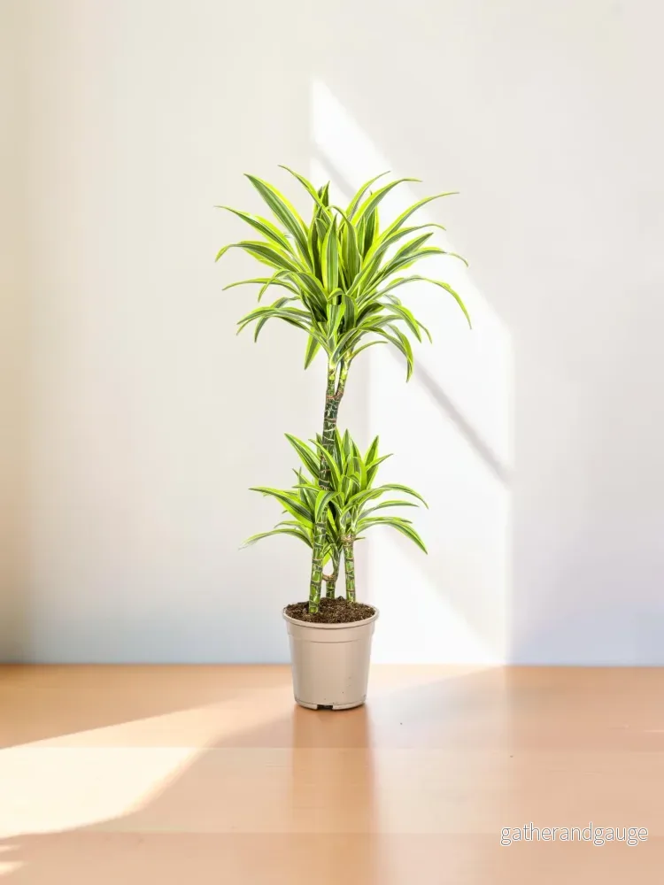 Dracaena Deremensis Lemon Lime Ø21cm – ↕90 – 110cm Dracaena Deremensis Lemon Lime Ø21cm – ↕90 – 110cm
