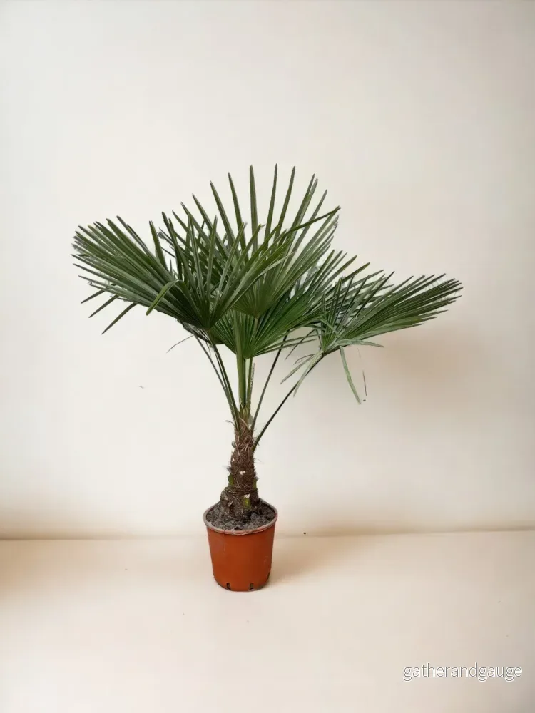 Trachycarpus - Bild 3