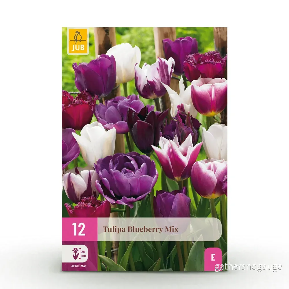 Green boutiQ – Bloembollen – Tulp Blueberry mix – Diversen Kleuren – 12 stuks – Bolmaat 11/12 – XXL Pack
