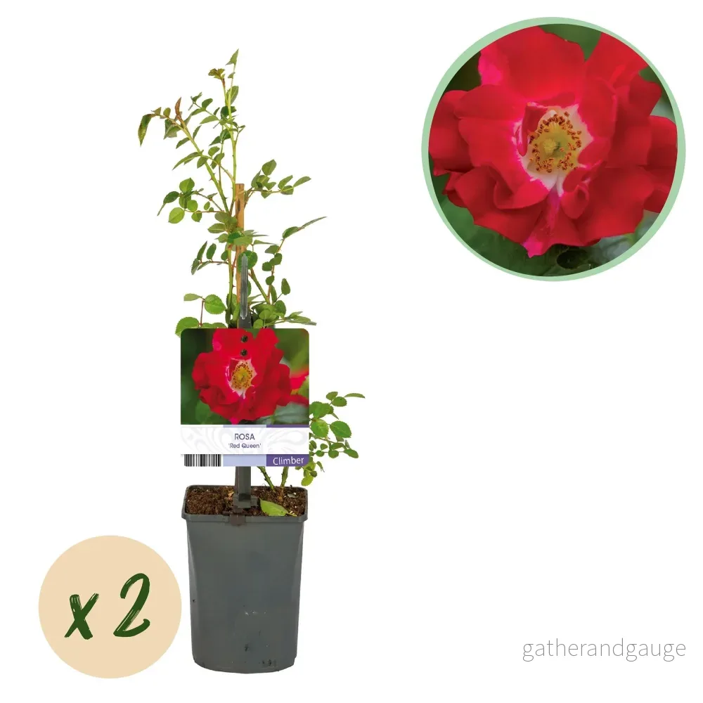 Rosbuske (Rosa) 'Red Queen' - Bild 2
