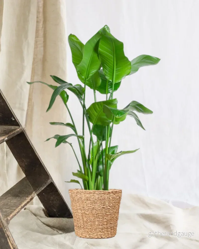 Strelitzia Nicolai XL med Torun mand – 140cm – Ø27 Strelitzia Nicolai XL med Torun mand – 140cm – Ø27