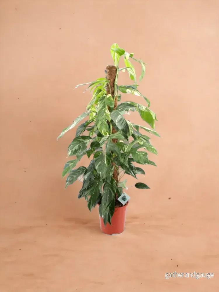 Epipremnum Pinnatum ‘Albo Variegata’