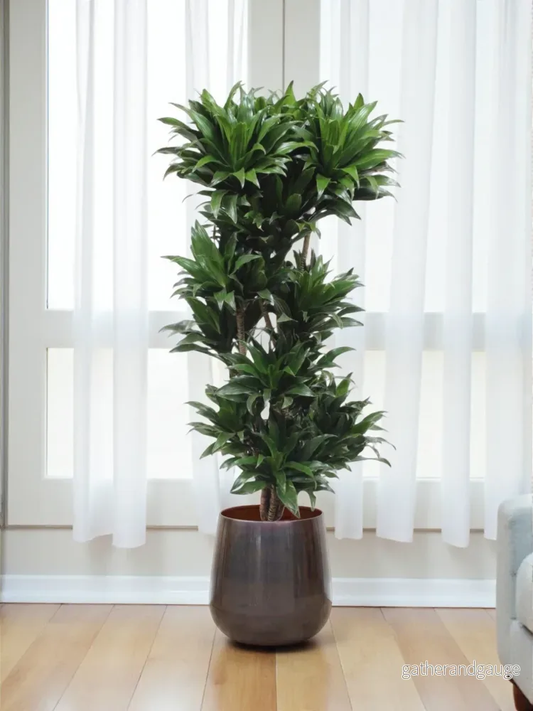 Dracaena Compacta Dracaena Compacta