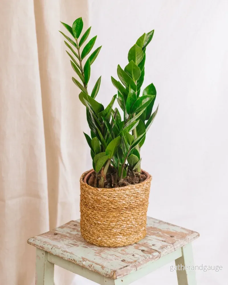 Zamioculcas zamiifolia Zamioculcas zamiifolia