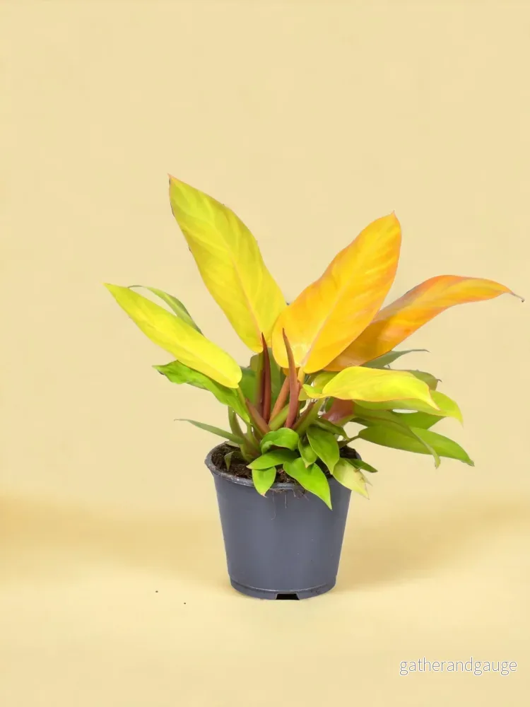 Philodendron Prince of Orange