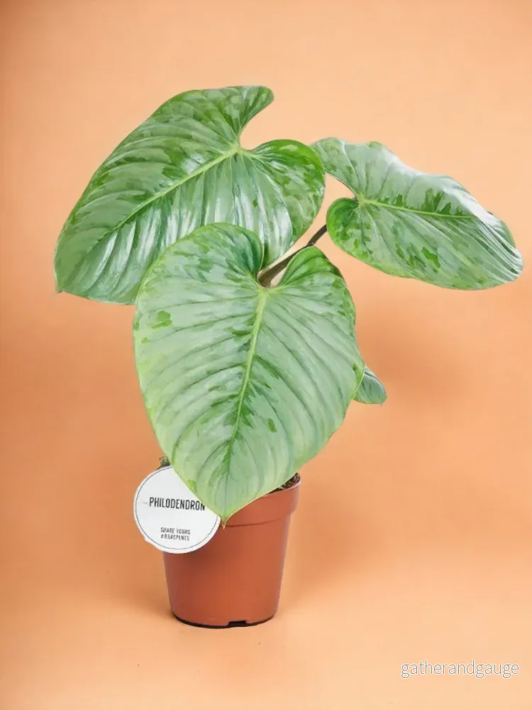 Philodendron Sodiroi Philodendron Sodiroi