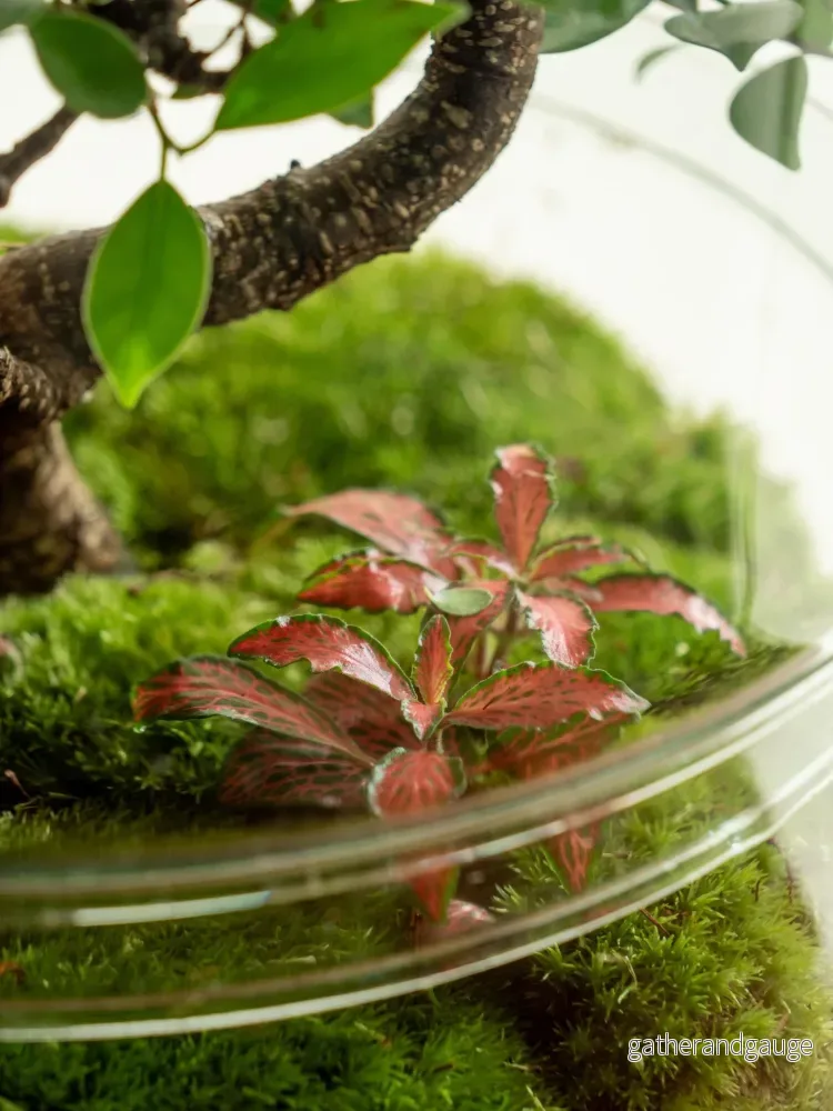 Terrarium - La Paz - Bild 2