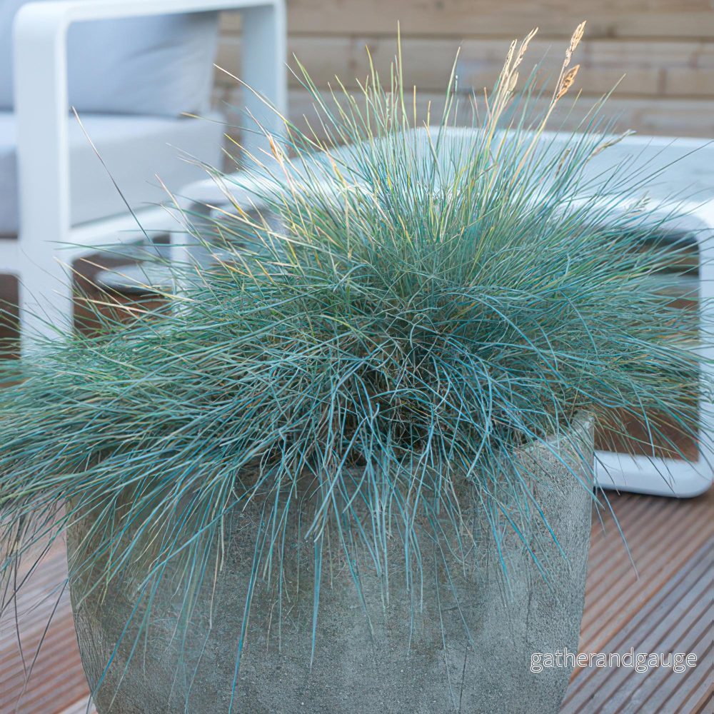 Blå Festuca (Festuca Glauca) ’Elijah Blue’ Blå Festuca (Festuca Glauca) ’Elijah Blue’