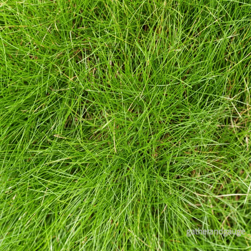 Gautiers Festuca (Festuca gautieri) ’Festuca gautieri’