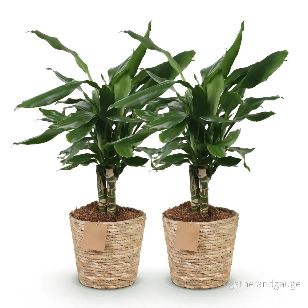 Dracaena Steudneri – 2-pack – Kruka 17cm – Höjd 50-55cm - Bild 3