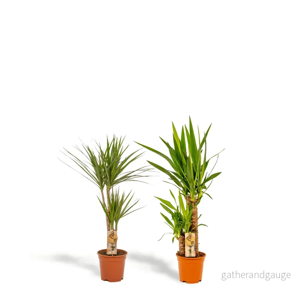 Yucca, Dracaena, duo växter h90cm Yucca, Dracaena, duo växter h90cm