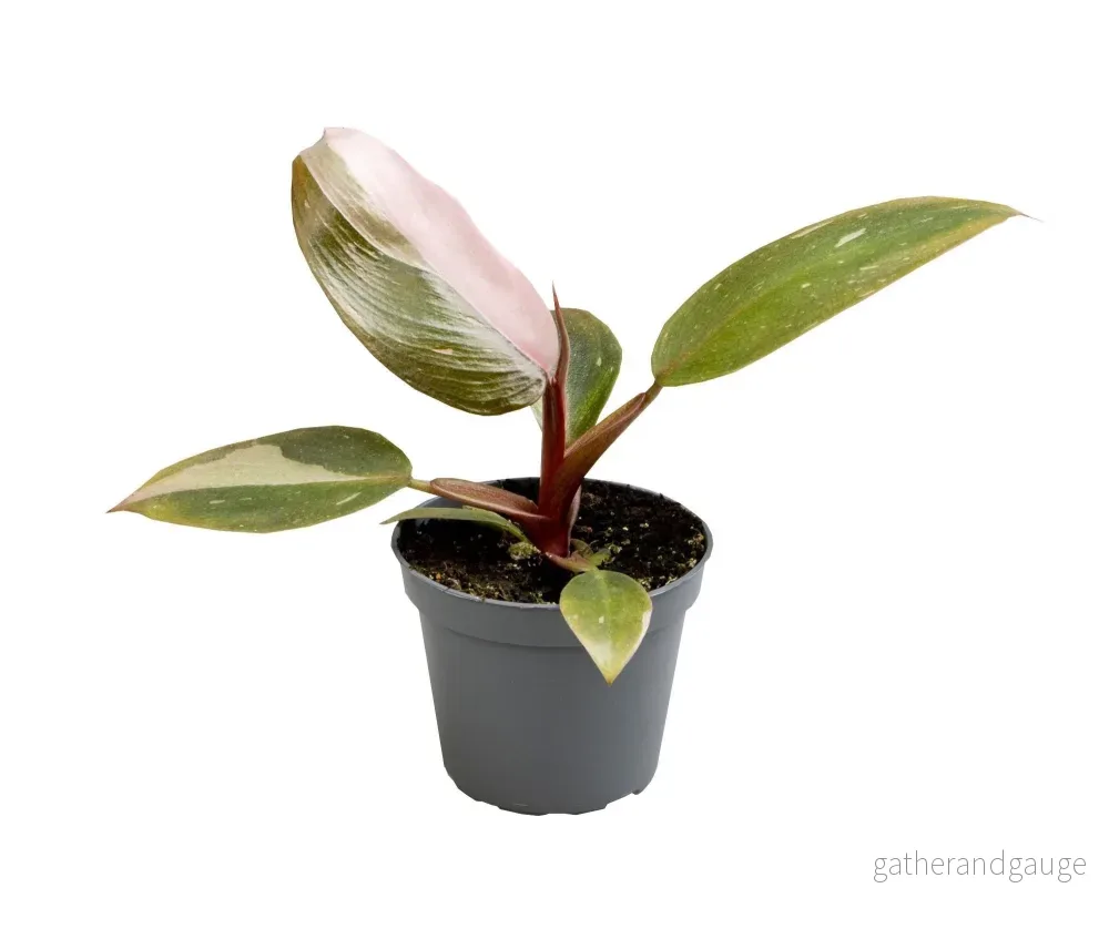 Mini Philodendron Pink Princess - Bild 2