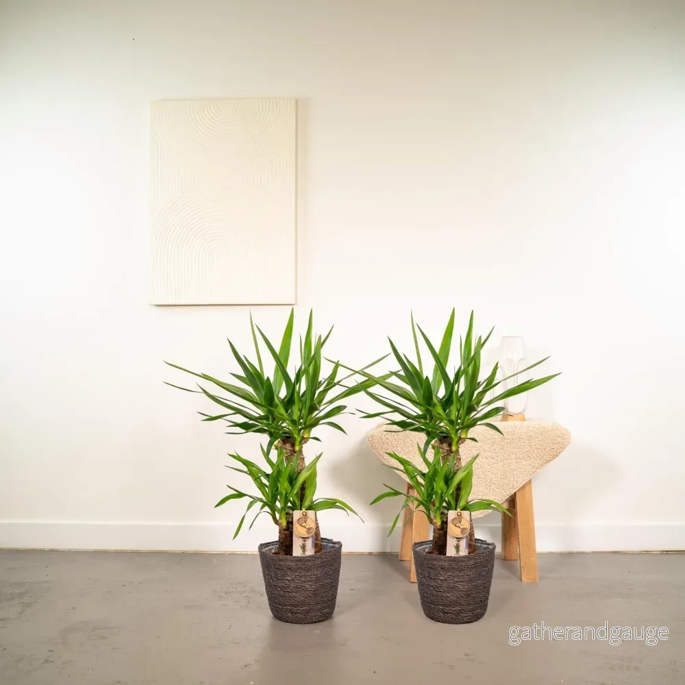 Yucca box – Set med 2 plantor, h90cm Yucca box – Set med 2 plantor, h90cm