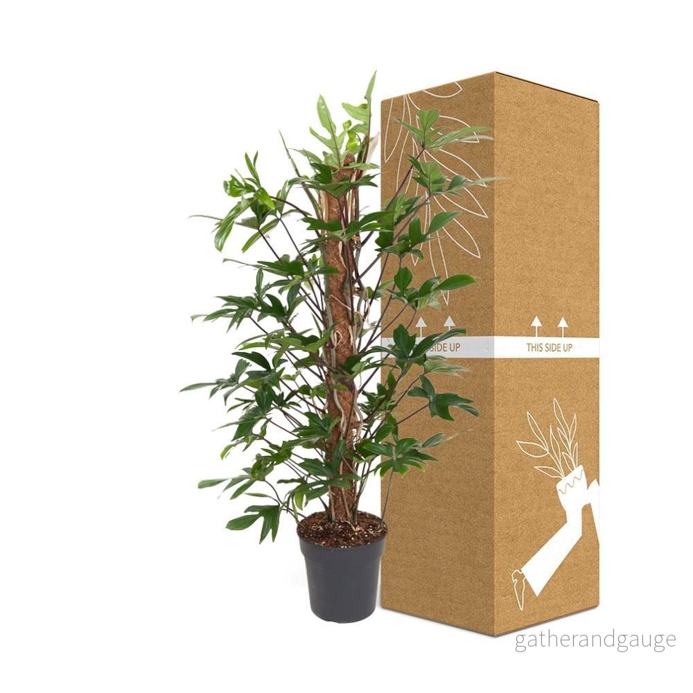 Philodendron Pedatum - Bild 3