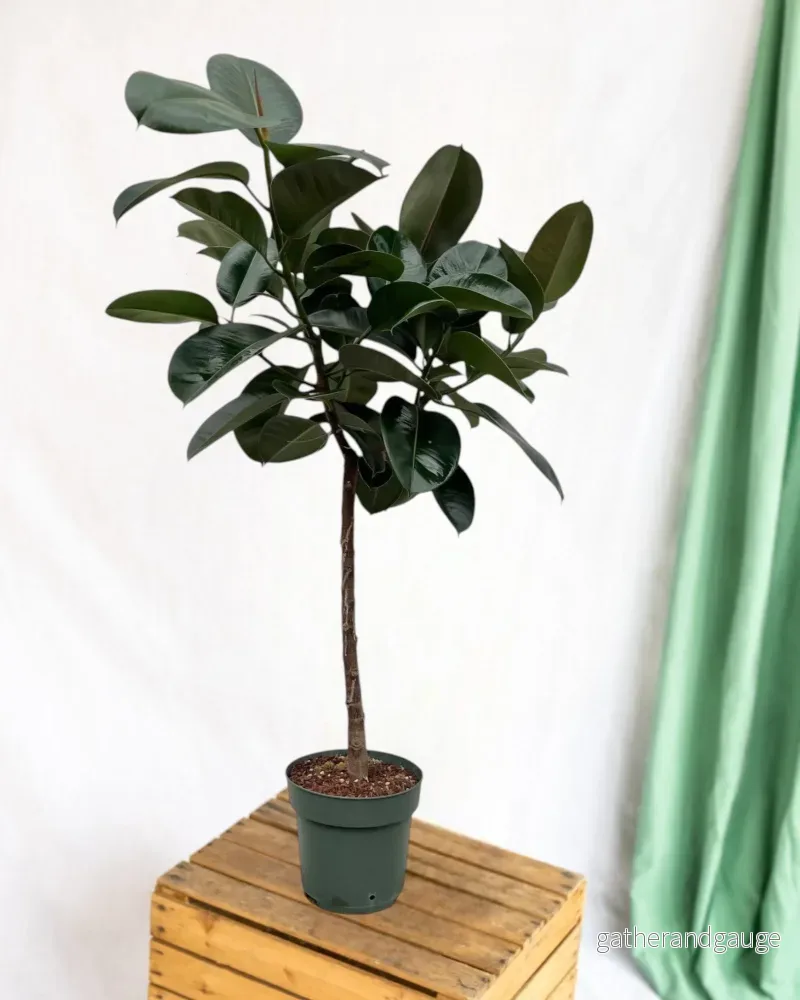 Ficus Elastica Robusta stam - 130 cm - ø24