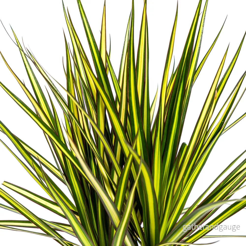 Dracaena Marginata Sunray Ø17cm - ↕60 - 80cm - Bild 3