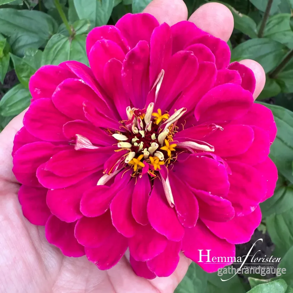 Zinnia Giant - Benary giant lilac - Bild 3
