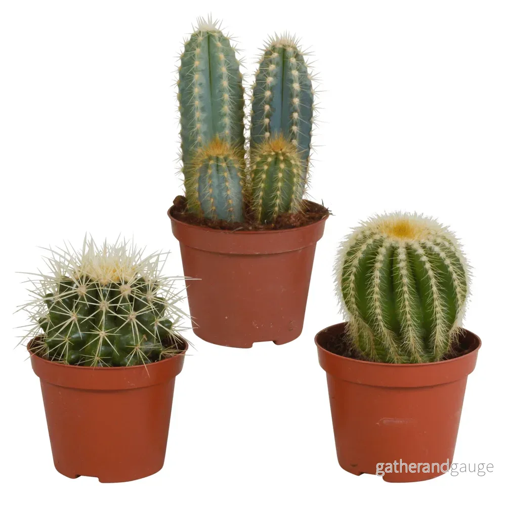 Kaktus presentförpackning - Set med 3 plantor, h18cm - Bild 2