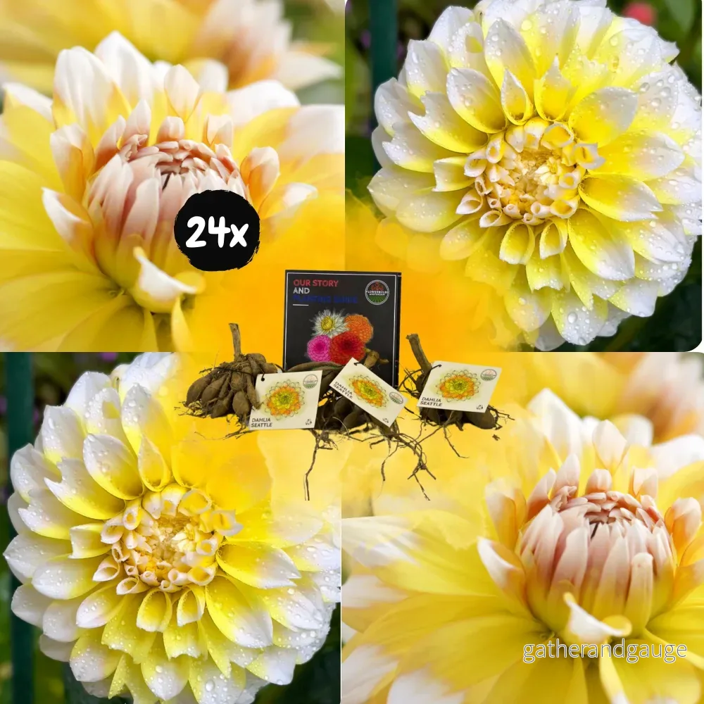 Dahlia Seattle stora blommor – Box med 24 lökar Dahlia Seattle stora blommor – Box med 24 lökar